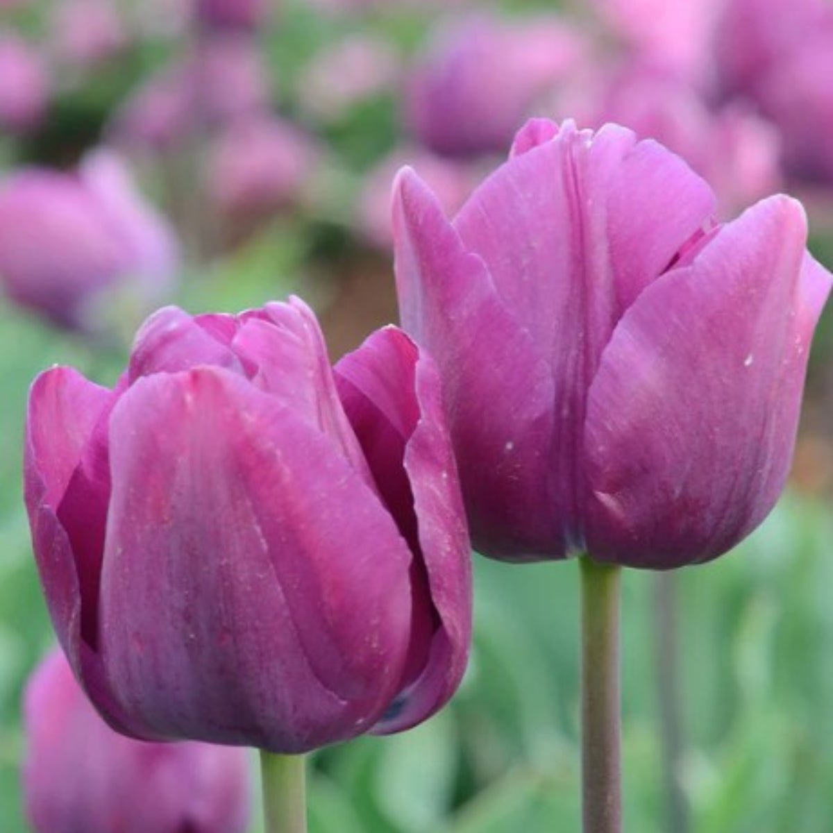 Triumph Tulip ‘Saigon’ (Tulipa hybrida) – Rich Purple Blooms - Oldboy&