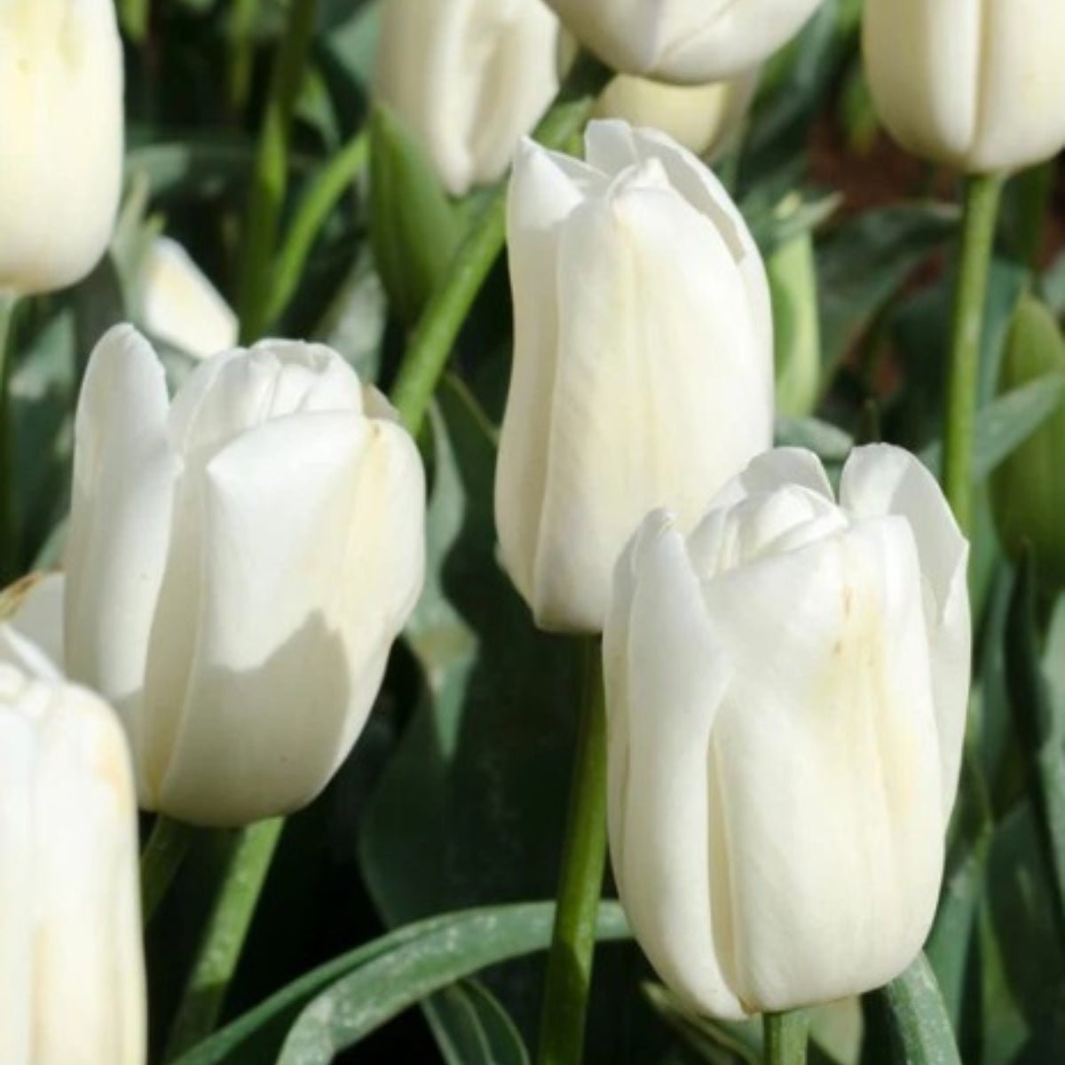 Triumph Tulip ‘Snowboard’ (Tulipa hybrida) – Crisp White Blooms - Oldboy&