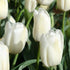Triumph Tulip ‘Snowboard’ (Tulipa hybrida) – Crisp White Blooms - Oldboy&