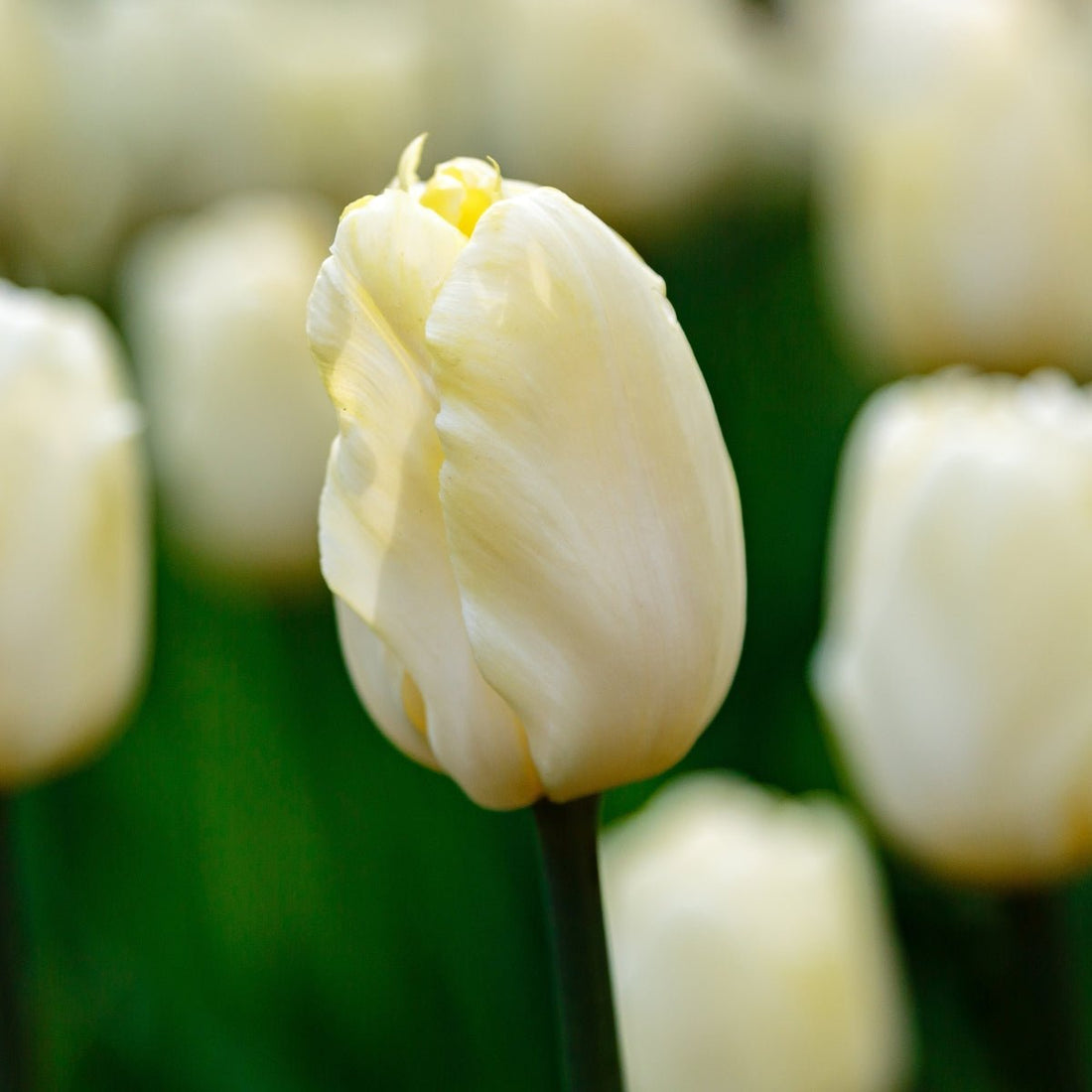 Triumph Tulip ‘Snowboard’ (Tulipa hybrida) – Crisp White Blooms - Pre - Order - Oldboy&