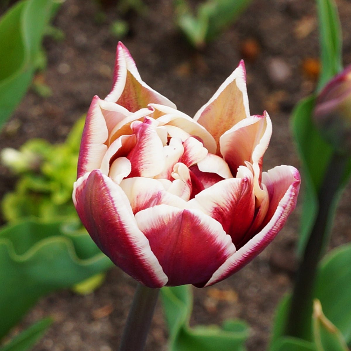 Triumph Tulip ‘Wyndham’ (Tulipa hybrida) – Antique White &amp; Plum Double Blooms – Pre‑Order - Oldboy&