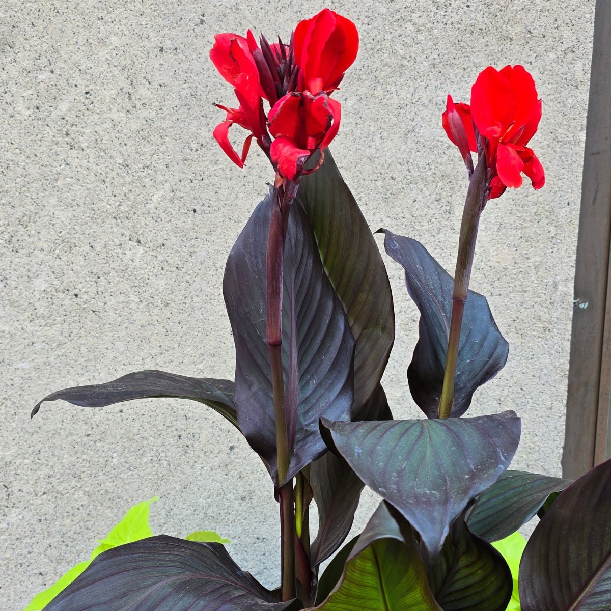 Tropicanna® Black Canna Lily | Canna Hybrid – Dark Foliage &amp; Orange-Red Flowers - Oldboy&