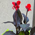 Tropicanna® Black Canna Lily | Canna Hybrid – Dark Foliage & Orange-Red Flowers - Oldboy&