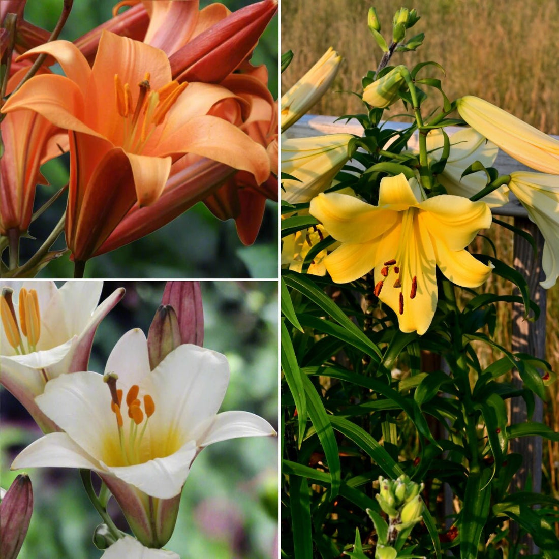 Trumpet Lily Bulb Mix – Primrose Hill, White Planet, Yellow Planet (Lilium Hybrids) - Oldboy&