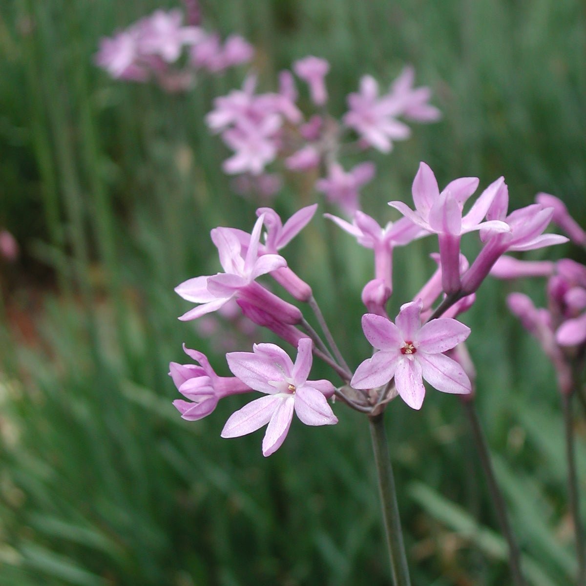 Tulbaghia simmleri – Sweet Wild Garlic Lily for Aussie Gardens - Oldboy&