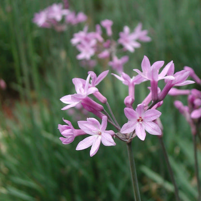 Tulbaghia simmleri – Sweet Wild Garlic Lily for Aussie Gardens - Oldboy&