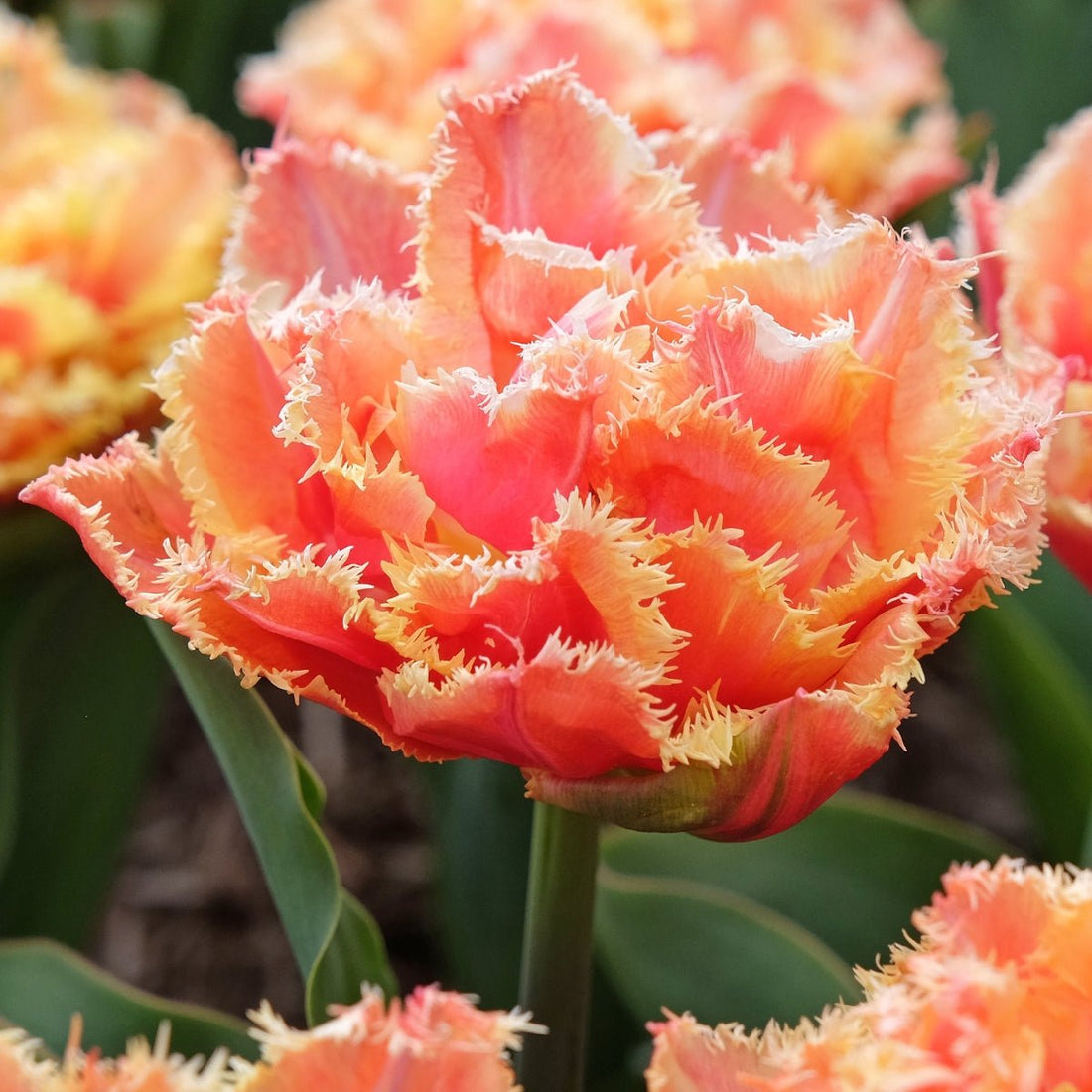 Tulip ‘Brisbane’ (Tulipa hybrida) – Double Fringed Tulip with Pink, Raspberry &amp; Creamy Yellow Blooms - Oldboy&