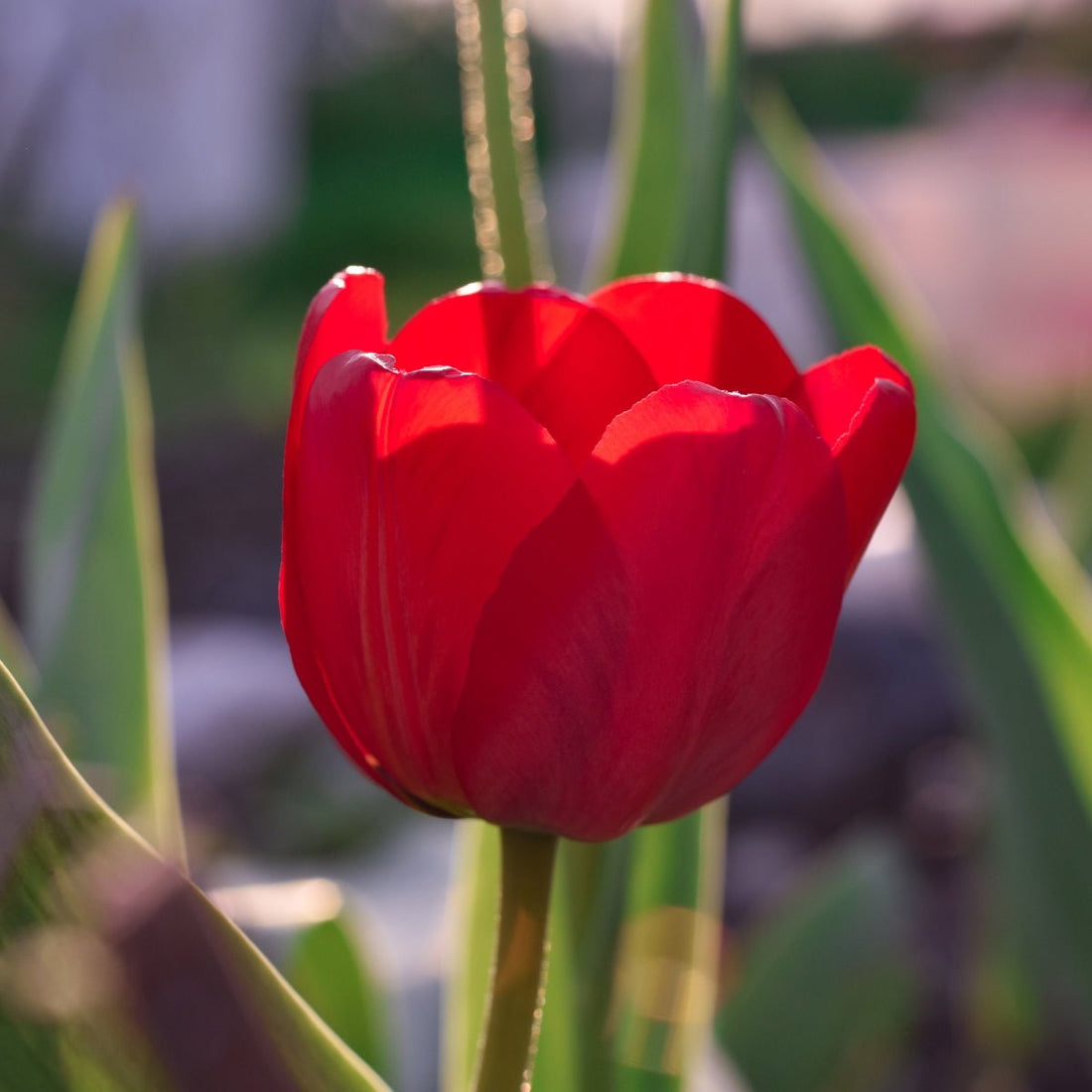 Tulip ‘Curry’ (Tulipa hybrida) – Early Flowering Triumph Tulip with Rich Red Blooms - Oldboy&