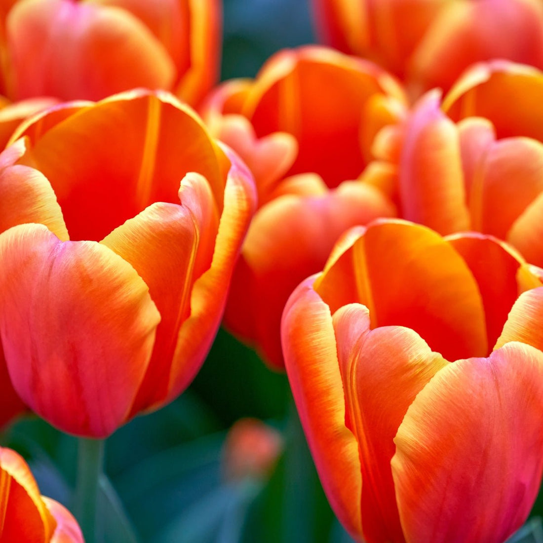 Tulip ‘Triple A’ (Tulipa hybrida) – Darwin Hybrid Tulip with Orange Blooms &amp; Golden Yellow Edging - Oldboy&
