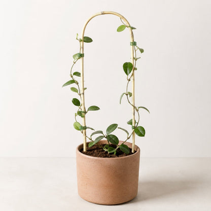 U-Shaped Bamboo Plant Trainer 600mm x 12–14mm | Single | GDS423 - Oldboy&