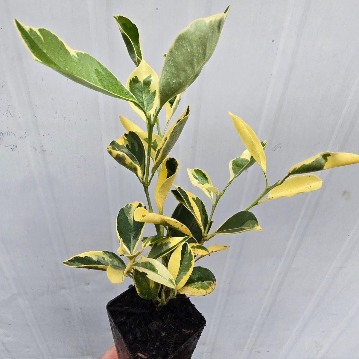 Variegated Kumquat Citrus | Citrus japonica ‘Variegata’ - Oldboy&