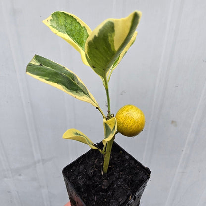 Variegated Kumquat Citrus | Citrus japonica ‘Variegata’ - Oldboy&