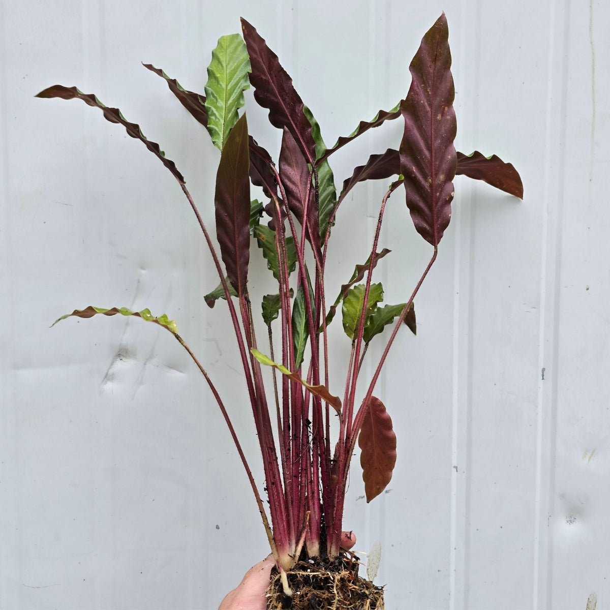 Velvet Calathea – Calathea rufibarba - Lush Indoor Plant - Oldboy&