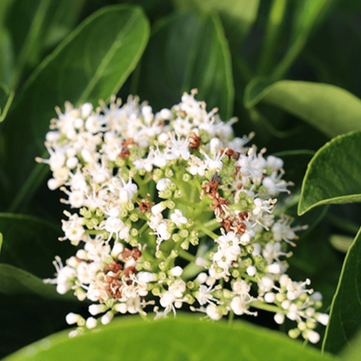 Viburnum odoratissimum ‘VOQ1’ PBR Quick Fence™ | Fast-Growing Privacy Hedge - Oldboy&