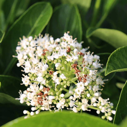 Viburnum odoratissimum ‘VOQ1’ PBR Quick Fence™ | Fast-Growing Privacy Hedge - Oldboy&