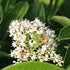 Viburnum odoratissimum ‘VOQ1’ PBR Quick Fence™ | Fast-Growing Privacy Hedge - Oldboy&