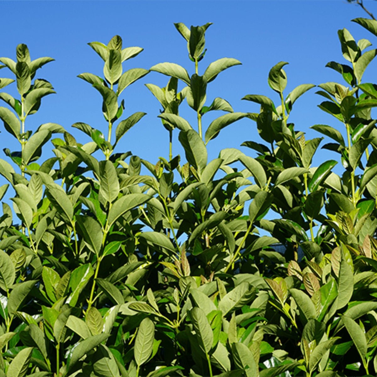Viburnum odoratissimum ‘VOQ1’ PBR Quick Fence™ | Fast-Growing Privacy Hedge - Oldboy&