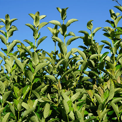 Viburnum odoratissimum ‘VOQ1’ PBR Quick Fence™ | Fast-Growing Privacy Hedge - Oldboy&