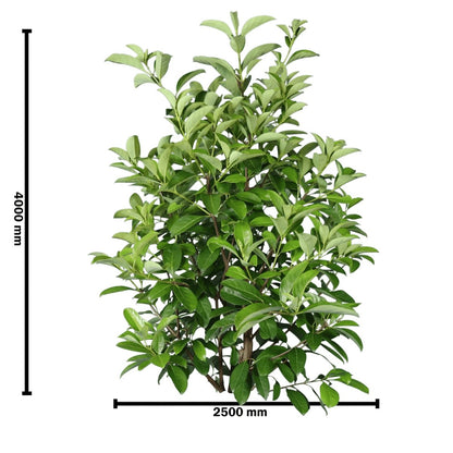 Viburnum odoratissimum ‘VOQ1’ PBR Quick Fence™ | Fast-Growing Privacy Hedge - Oldboy&