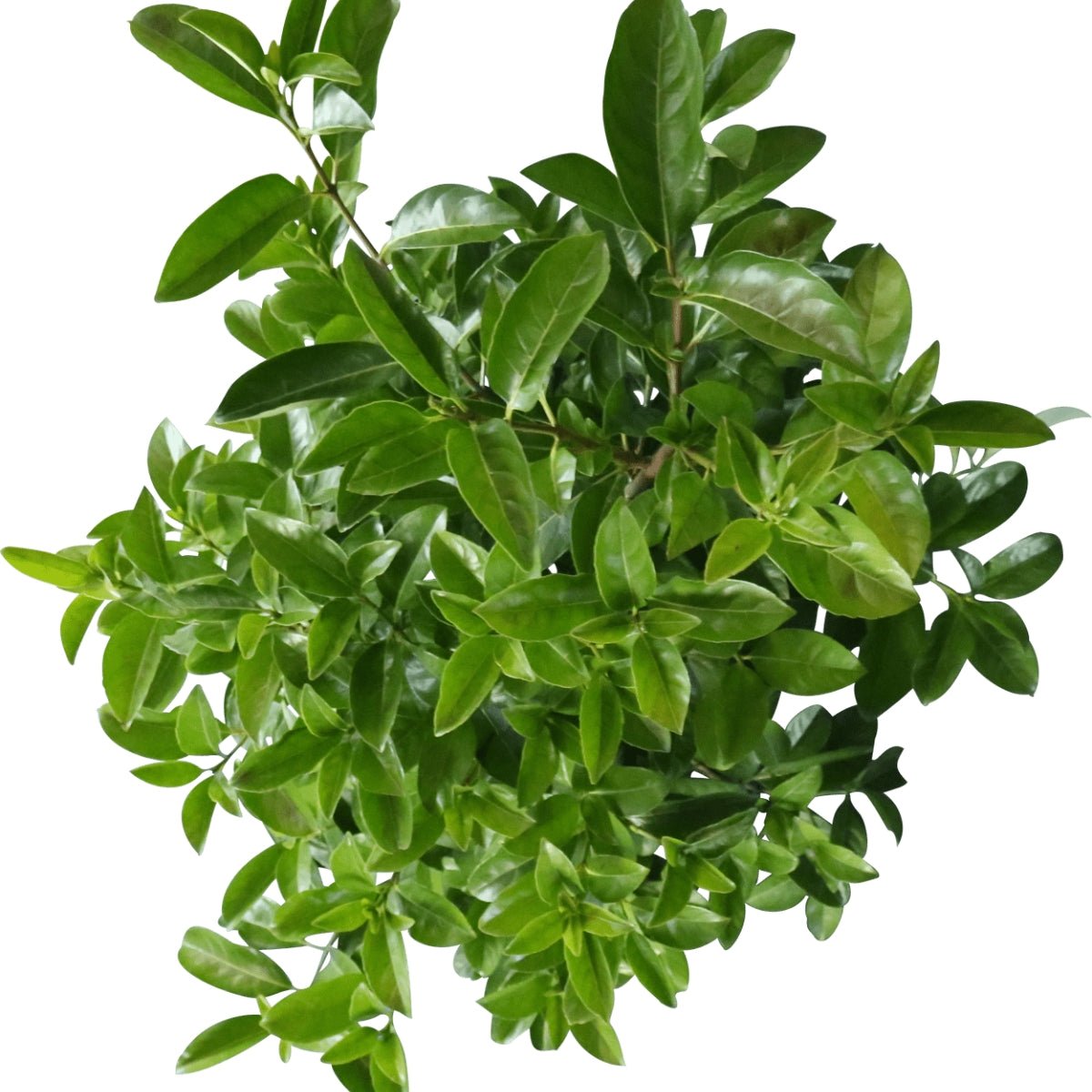 Viburnum odoratissimum ‘VOQ1’ PBR Quick Fence™ | Fast-Growing Privacy Hedge - Oldboy&