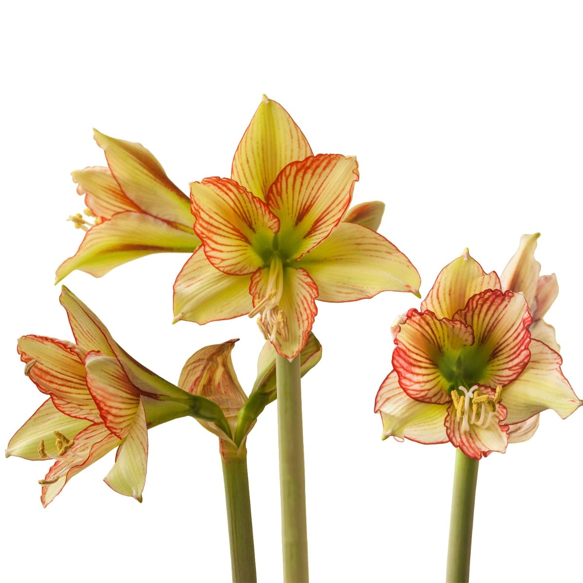 Viridi Rascal Hippeastrum Bulb | Sonatini Amaryllis – Creamy White, Red &amp; Green Blooms - Oldboy&