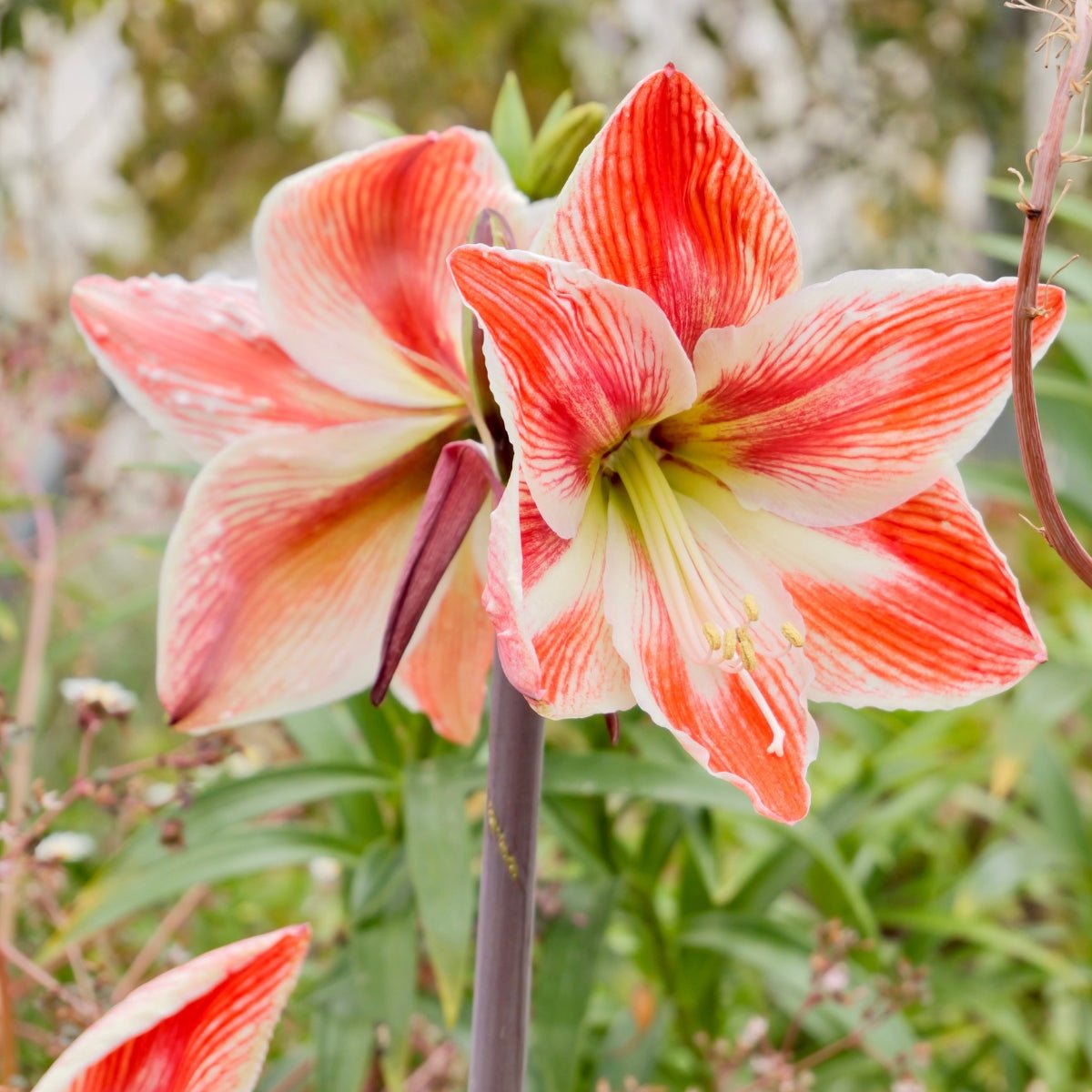 Vondel Park Hippeastrum Bulb | Amaryllis – Coral Red Blooms with White Starburst - Oldboy&