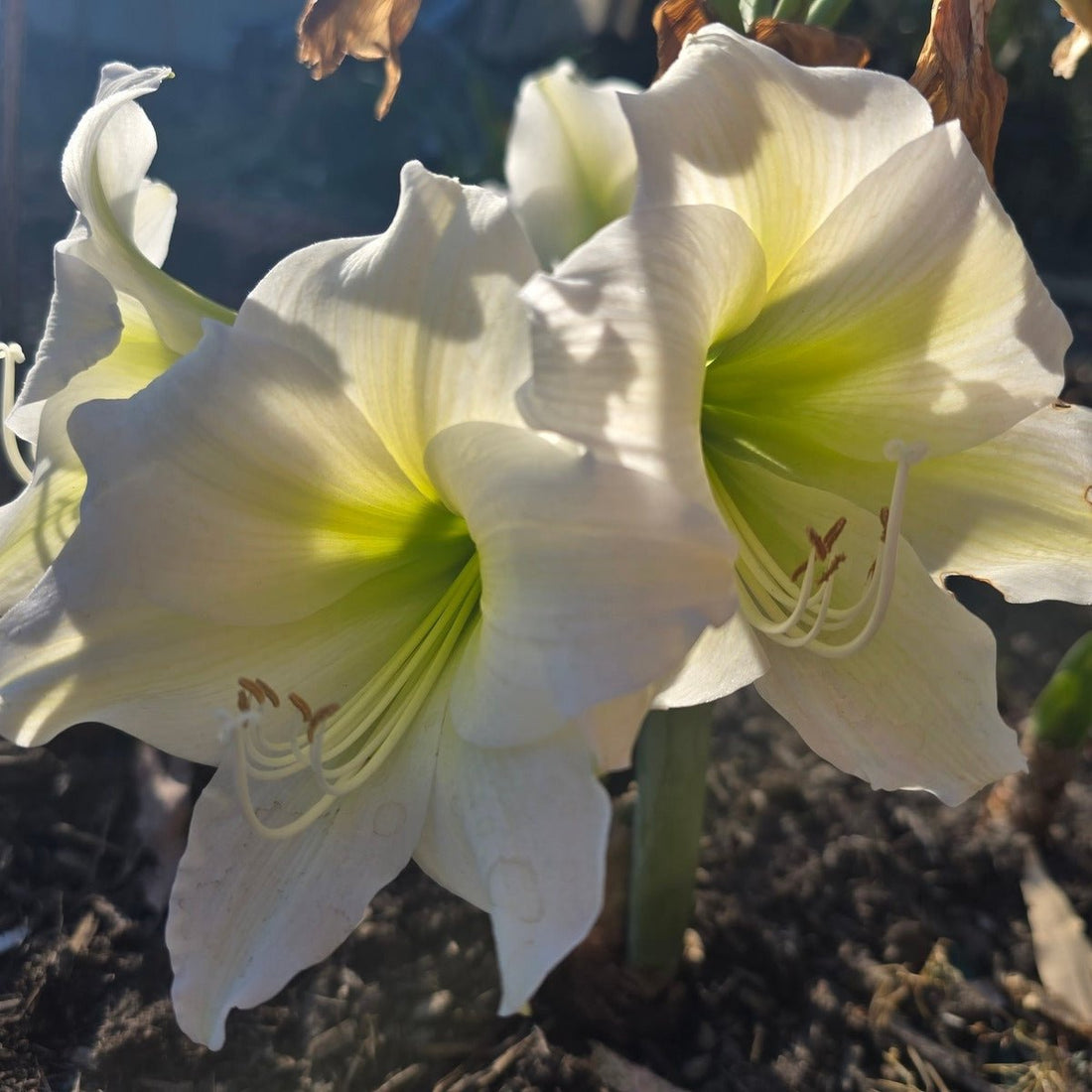Wedding Dance - Hippeastrums | Amaryllis | Hippeastrum x hybridum - Oldboy&