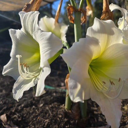 Wedding Dance - Hippeastrums | Amaryllis | Hippeastrum x hybridum - Oldboy&