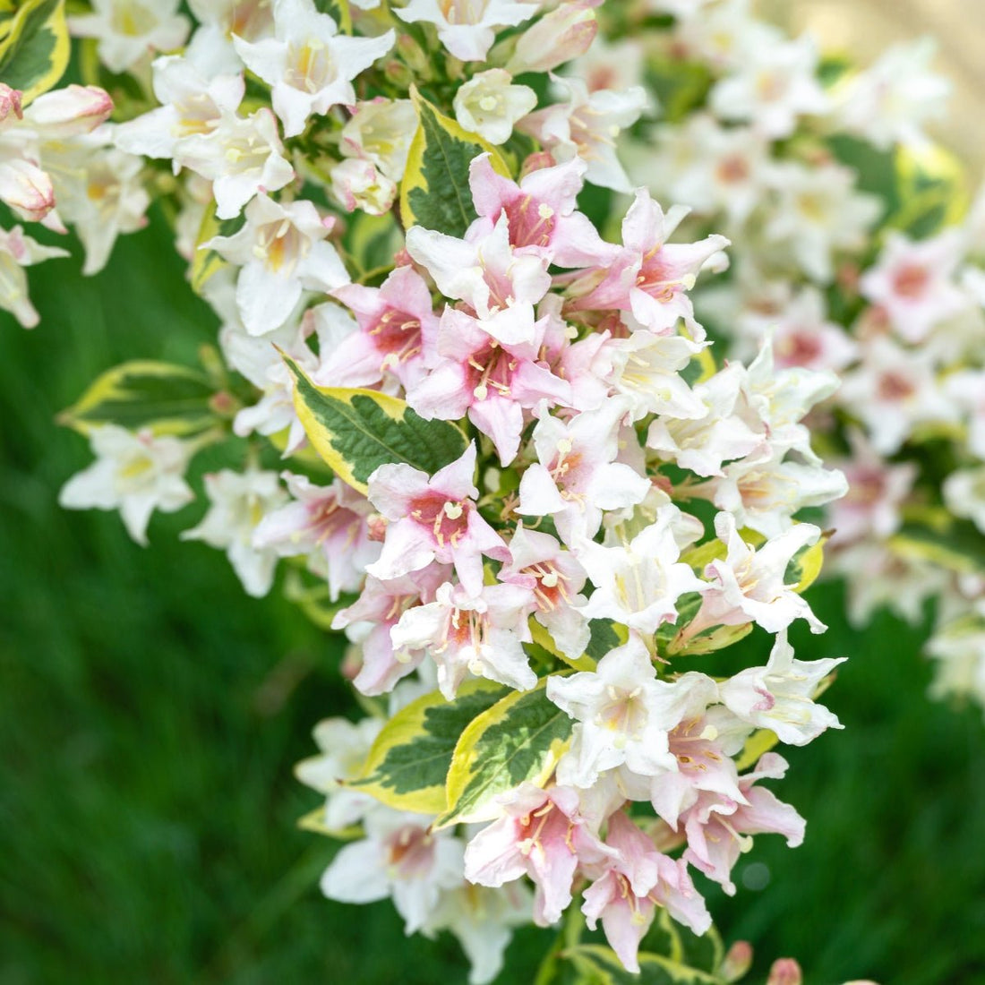 Weigela florida ‘Variegata’ – Pink Variegated Flowering Shrub - Oldboy&