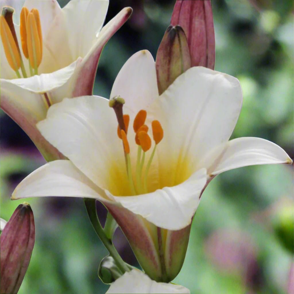 White Planet Trumpet Lily Bulb – Lilium longiflorum - Oldboy&