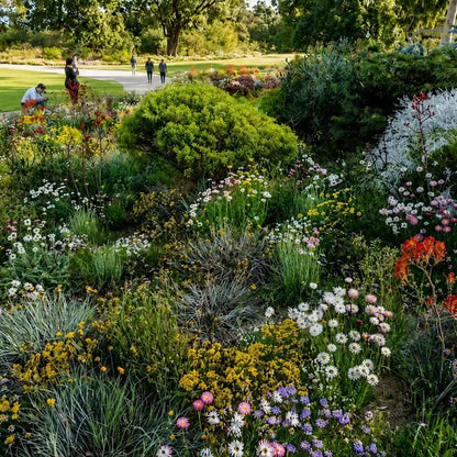 Wildflowers for Native Pollinators Seed Bomb – Mixed Australian Native Seeds - Oldboy&