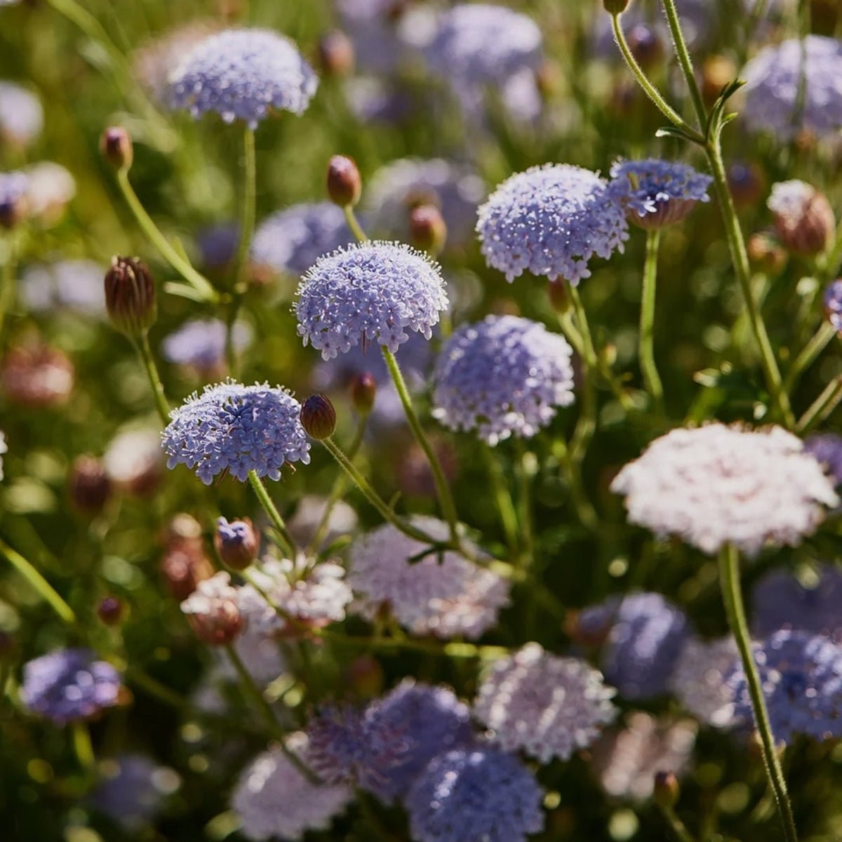 Wildflowers for Native Pollinators Seed Bomb – Mixed Australian Native Seeds - Oldboy&