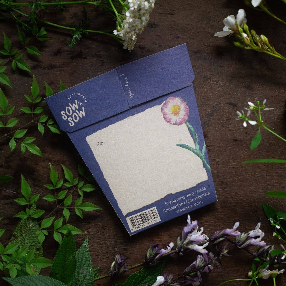 With Sympathy Gift of Seeds – Everlasting Daisies to Honour &amp; Remember 🌿💌 - Oldboy&