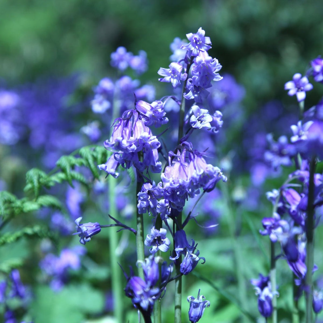 Woodland Blue Bells Hyacinthus - Scilla - Oldboy&