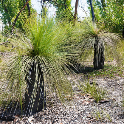 Xanthorrhoea australis | Austral Grass Tree | 50mm Pot - Oldboy&