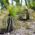 Xanthorrhoea australis | Austral Grass Tree | 50mm Pot - Oldboy&