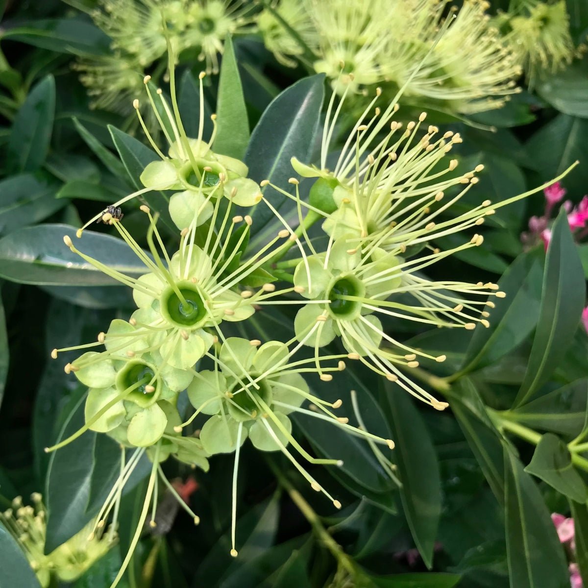 Xanthostemon verticillatus ‘Little Penda’ | 42mm Tube - Oldboy&