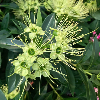 Xanthostemon verticillatus ‘Little Penda’ | 42mm Tube - Oldboy&