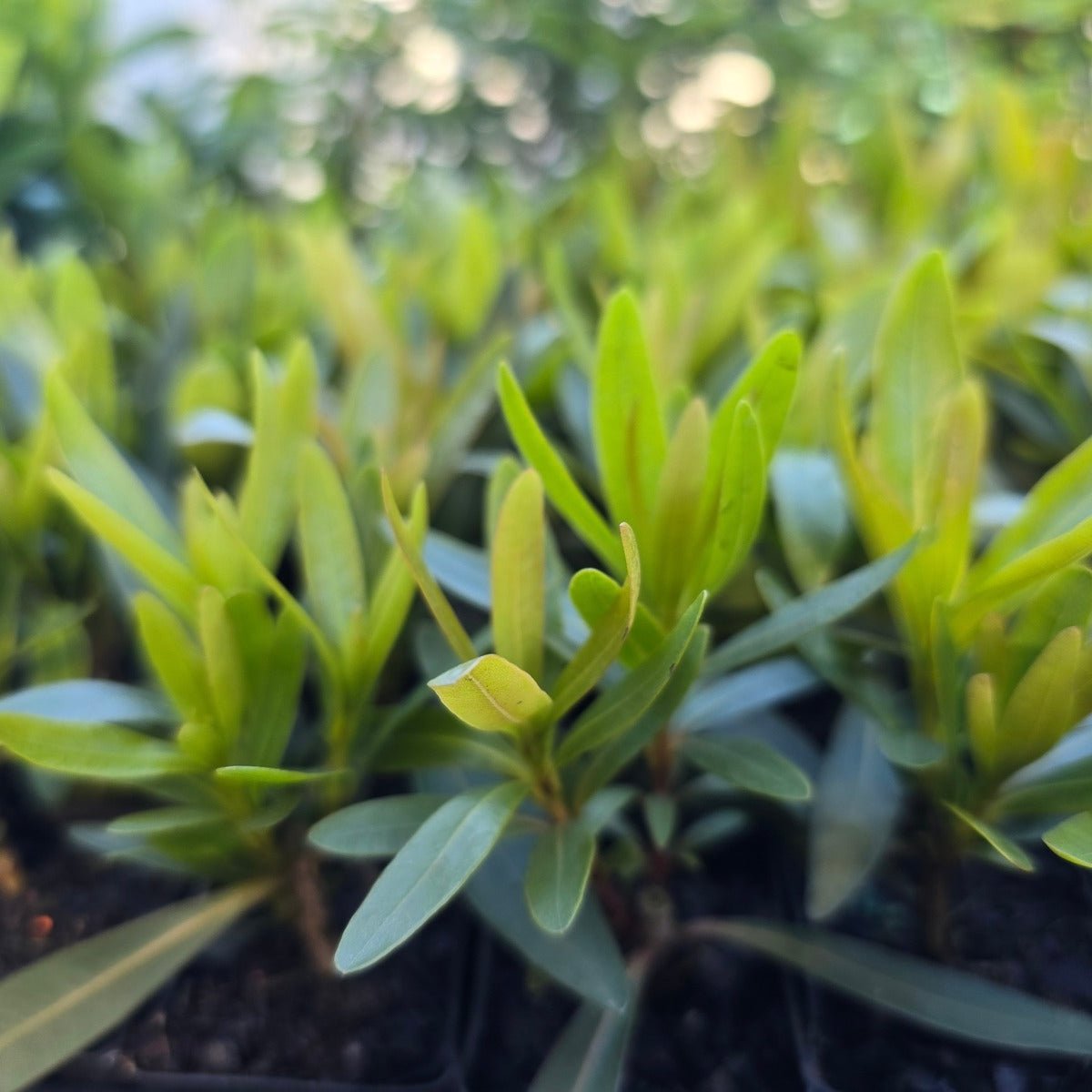 Xanthostemon verticillatus ‘Little Penda’ | 42mm Tube - Oldboy&