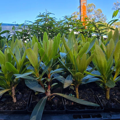 Xanthostemon verticillatus ‘Little Penda’ | 42mm Tube - Oldboy&