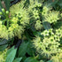 Xanthostemon verticillatus ‘Little Penda’ | 42mm Tube - Oldboy&