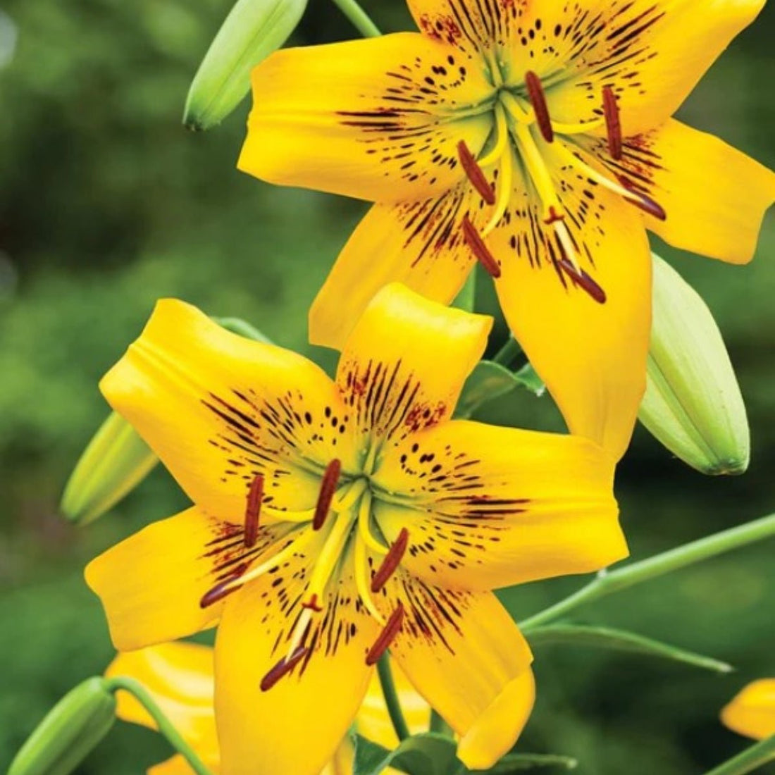 ‘Yellow Brush’ – Tiger Hybrid Lily (Lilium Hybrid) Bulb - Oldboy&