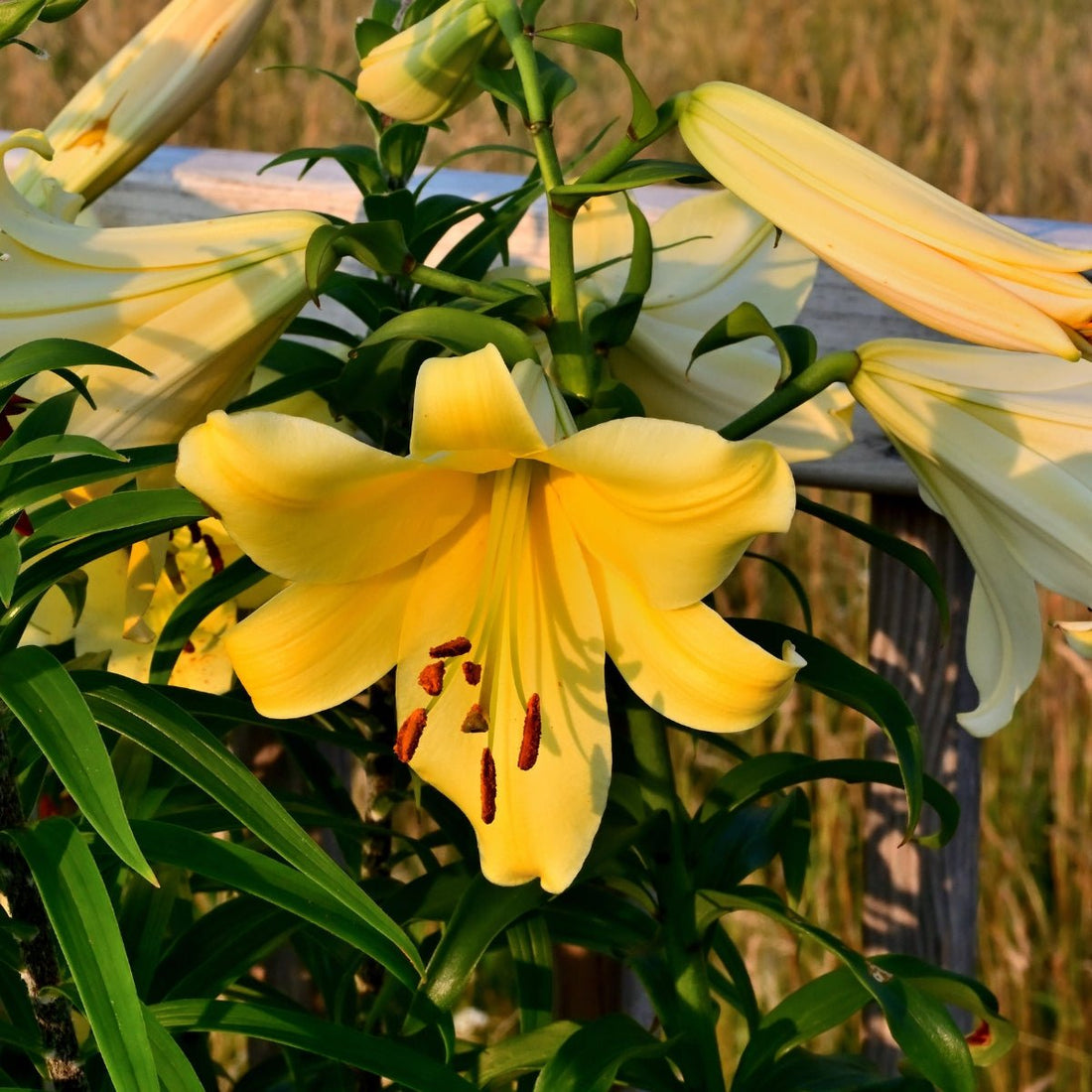 Yellow Planet Trumpet Lily Bulb – Lilium longiflorum - Oldboy&