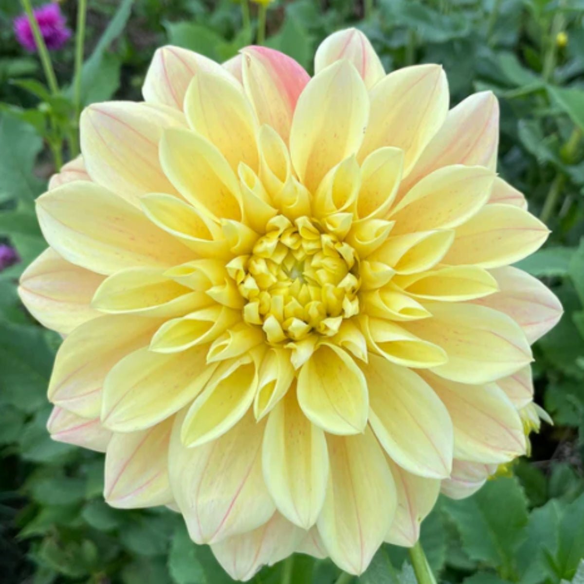 Yellow Winkie Dahlia Dry Bulb — Giant Primrose Yellow Blooms with Rosy Edges 🌞 - Oldboy&