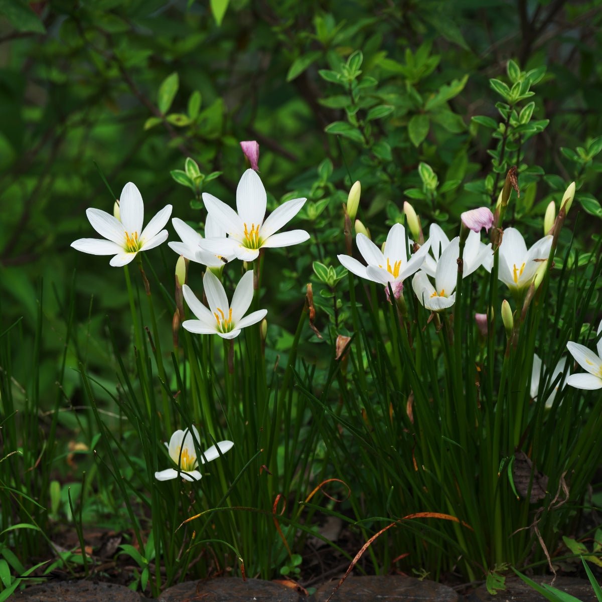 Zephyranthes candida (Rain Lily / White Rain Lily) - Oldboy&