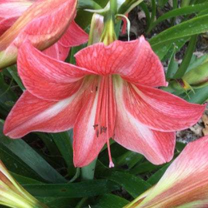 Hippeastrums | Amaryllis | Hippeastrum x hybridum