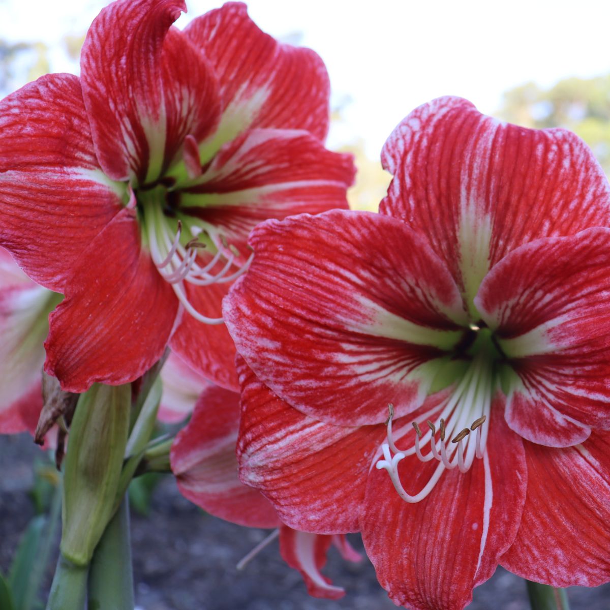 Hippeastrums | Amaryllis | Hippeastrum x hybridum