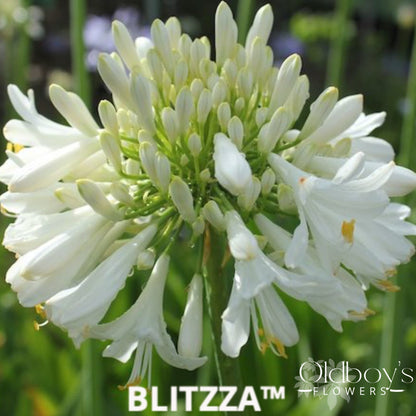 Agapanthus - Oldboy&
