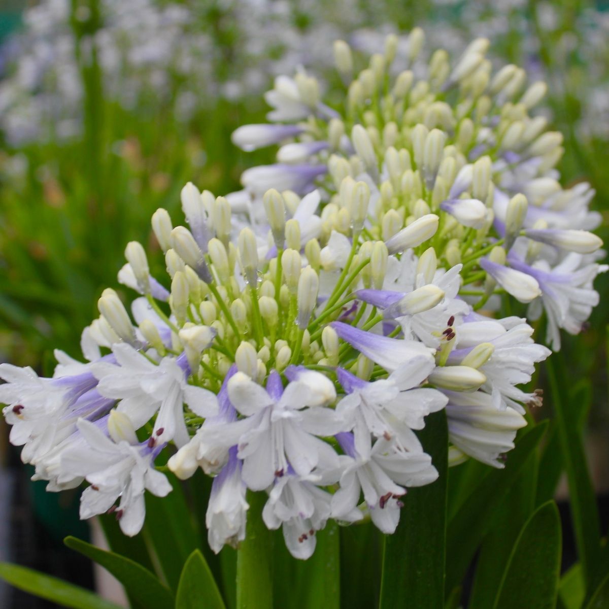 Agapanthus - Oldboy&