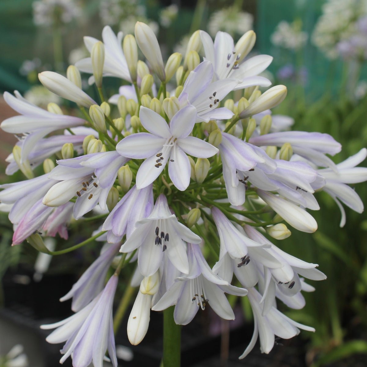 Agapanthus - Oldboy&